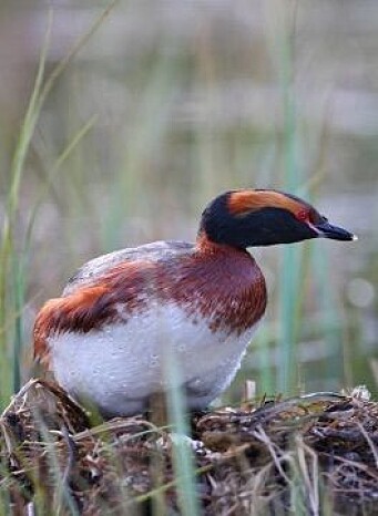 Horndykkeren er en av artene som setter preg på Nautå naturreservat. Horndykkeren er en av artene som setter preg på Nautå naturreservat.