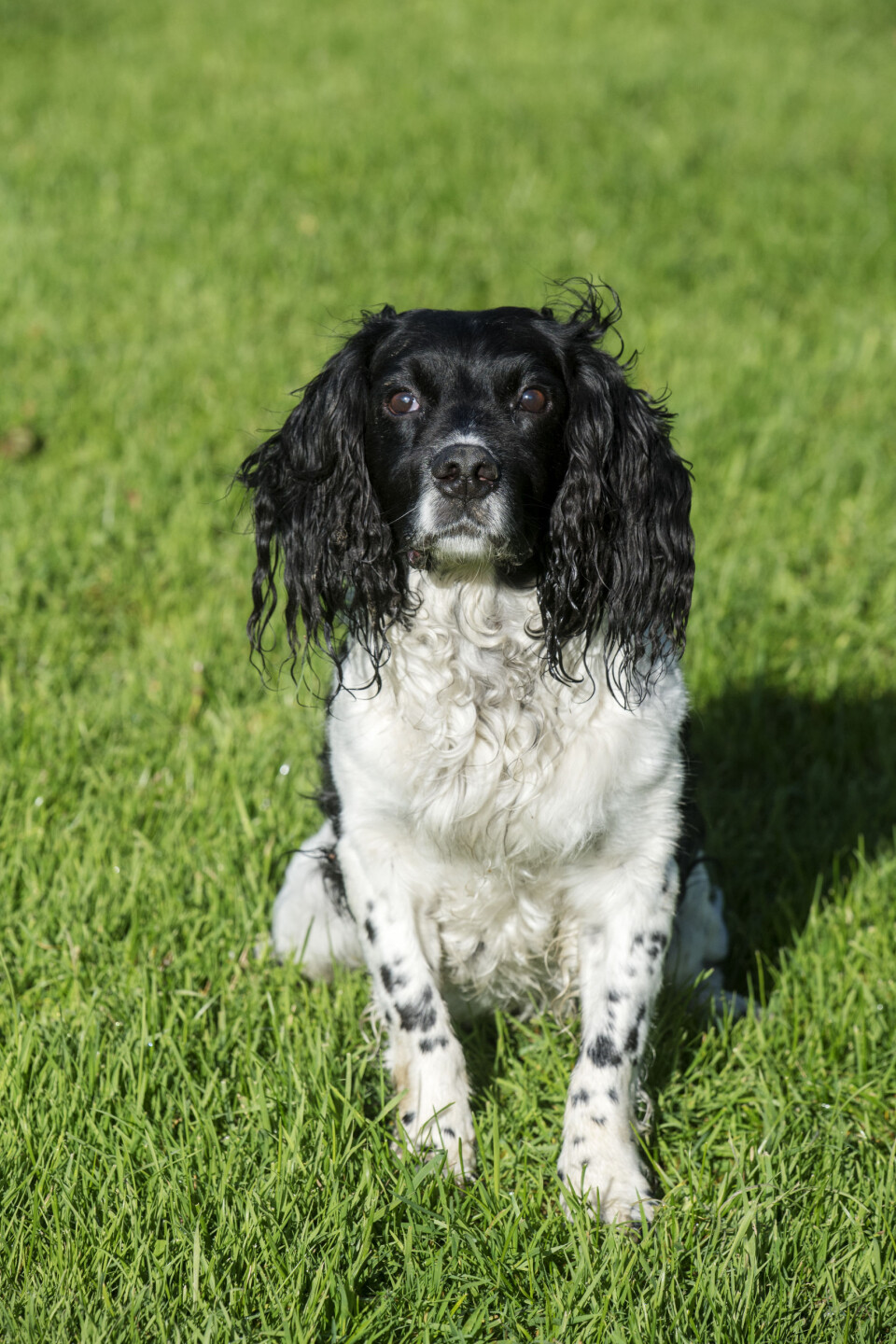 Ernie (13)