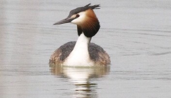 Toppdykkeren hekker på Sørøstlandet og på Jæren. Toppdykkeren hekker på Sørøstlandet og på Jæren.