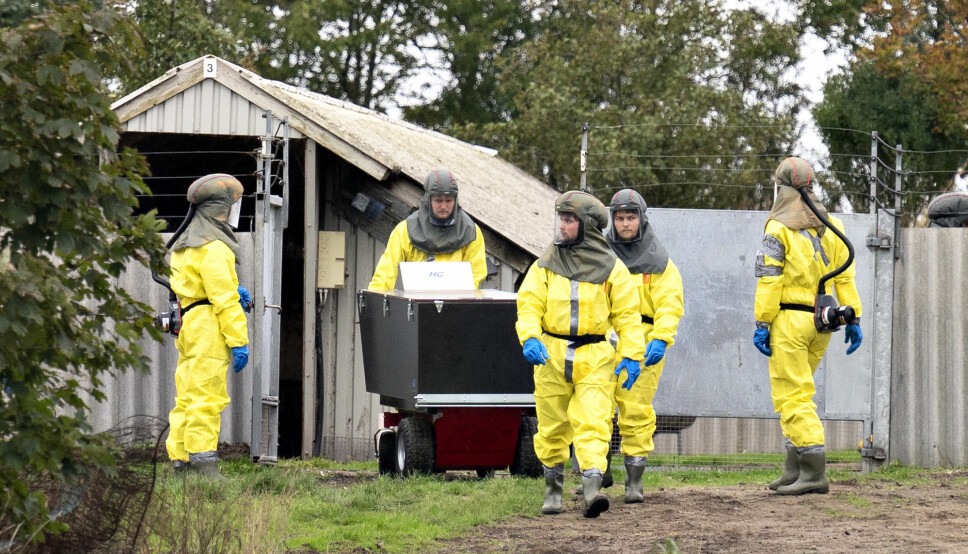 MUTERT VIRUS: Det danske Mattilsynet og Sivilforsvaret startet avlivingen av mink hos en oppdretter i Gjøl for en måneds tid siden. Nå skal hele landets minkbestand avlives for å hindre spredningen av et mutert koronavirus.
