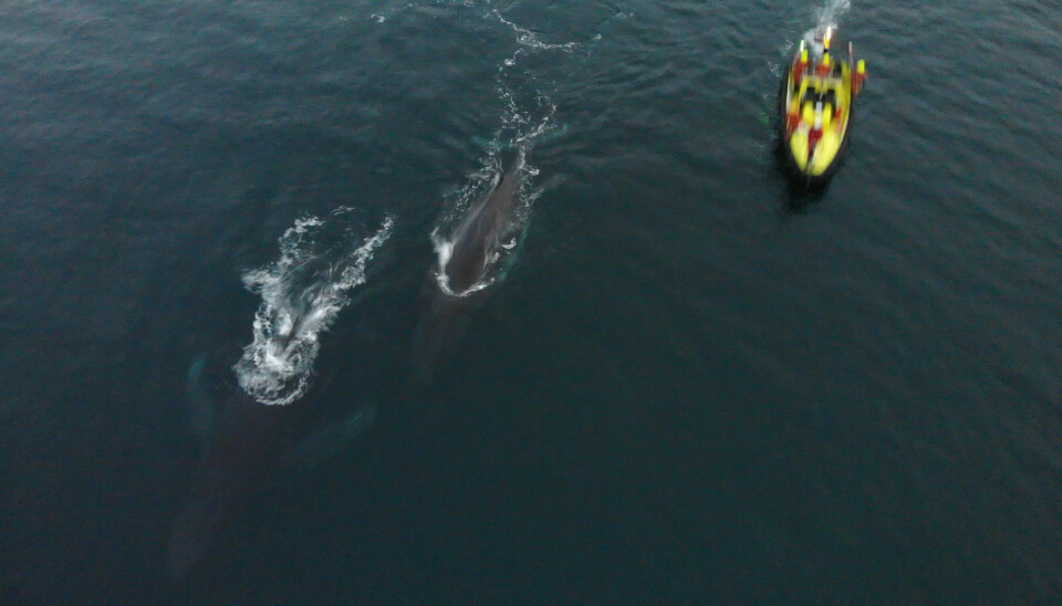 Her svømmer hvalkavlen og moren etter redningsaksjonen.