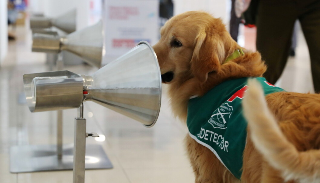 En golden retriever trent til å oppdage koronaviruset er på jobb ved Santiago internasjonale lufthavn i Chile, 21. desember 2020. En golden retriever trent til å oppdage koronaviruset er på jobb ved Santiago internasjonale lufthavn i Chile, 21. desember 2020.