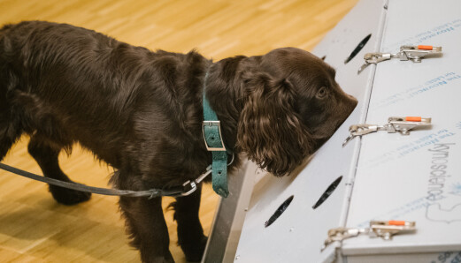 Sniffer: Cocker Spanielen Joe sniffer inn i en boks som blir brukt til trening for covid-hundene ved Veterinærhøyskolen i Hannover. Sniffer: Cocker Spanielen Joe sniffer inn i en boks som blir brukt til trening for covid-hundene ved Veterinærhøyskolen i Hannover.