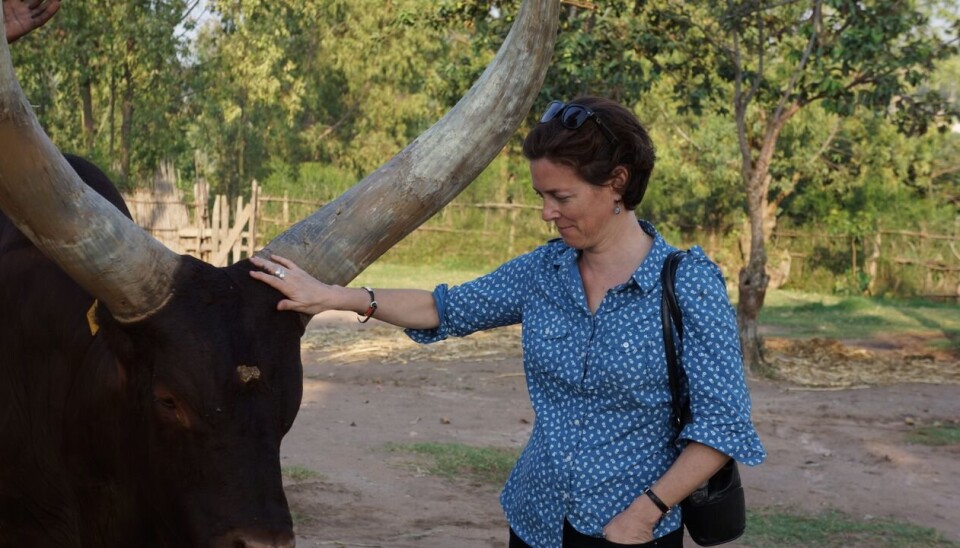 NY BOK: Forfatter Michela Wrong hilser på kyrne ved det kongelige palasset i Nyanza i Rwanda.