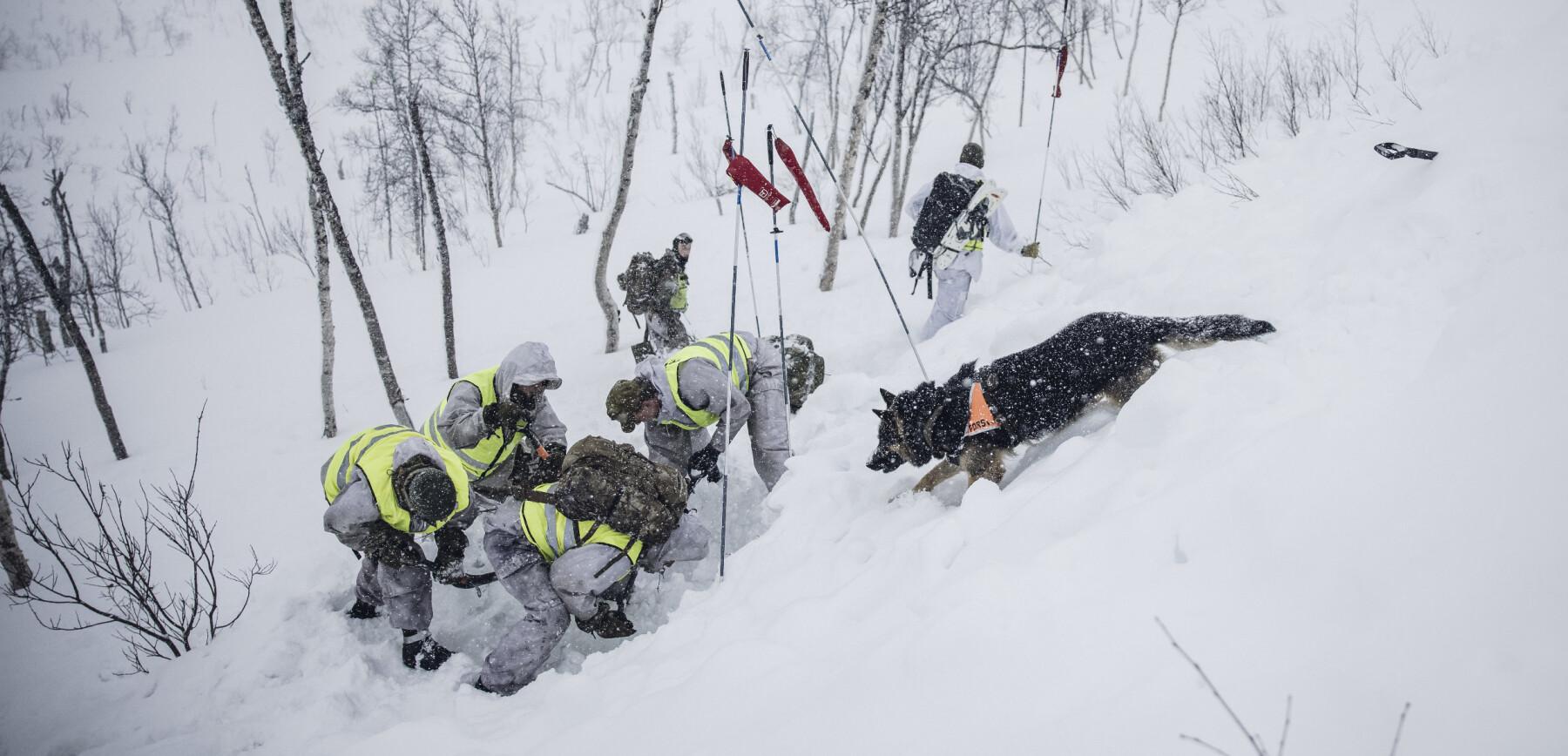 Setermoen, Norge. 20210323
Forsvarets forum ble med på Skredøvelse. Hunden Laijon fra Militærpolitiet følger spent med på funnet etter å ha markert. Skredgruppen i Artilleribataljonen graver. Foto: Odin Jæger, FF Setermoen, Norge. 20210323
Forsvarets forum ble med på Skredøvelse. Hunden Laijon fra Militærpolitiet følger spent med på funnet etter å ha markert. Skredgruppen i Artilleribataljonen graver. Foto: Odin Jæger, FF