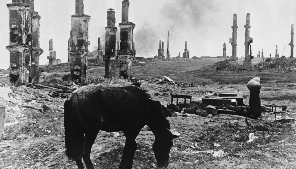 RUINER: En hest går blant ruinene av Stalingrad i desember 1942
