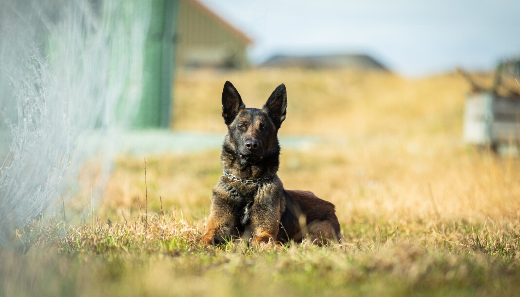 Jack, Forsvarets tjenestehund nr. 2000 trener sammen med hundefører Aslak Danielsen. Jack, Forsvarets tjenestehund nr. 2000 trener sammen med hundefører Aslak Danielsen.