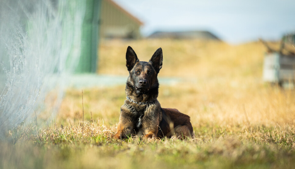 Jack, Forsvarets tjenestehund nr. 2000 trener sammen med hundefører Aslak Danielsen.