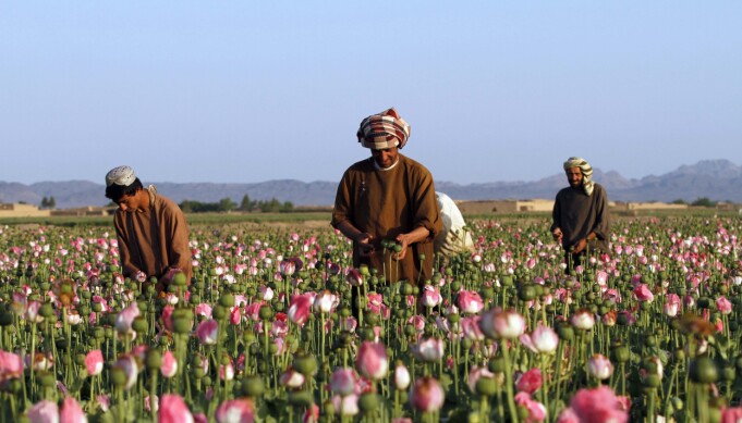 OPIUM: Vestlige land har brukt store beløp på å bekjempe opiumsdyrking i Afghanistan, men landet er fortsatt verdens største produsent og eksportør av heroin. OPIUM: Vestlige land har brukt store beløp på å bekjempe opiumsdyrking i Afghanistan, men landet er fortsatt verdens største produsent og eksportør av heroin.