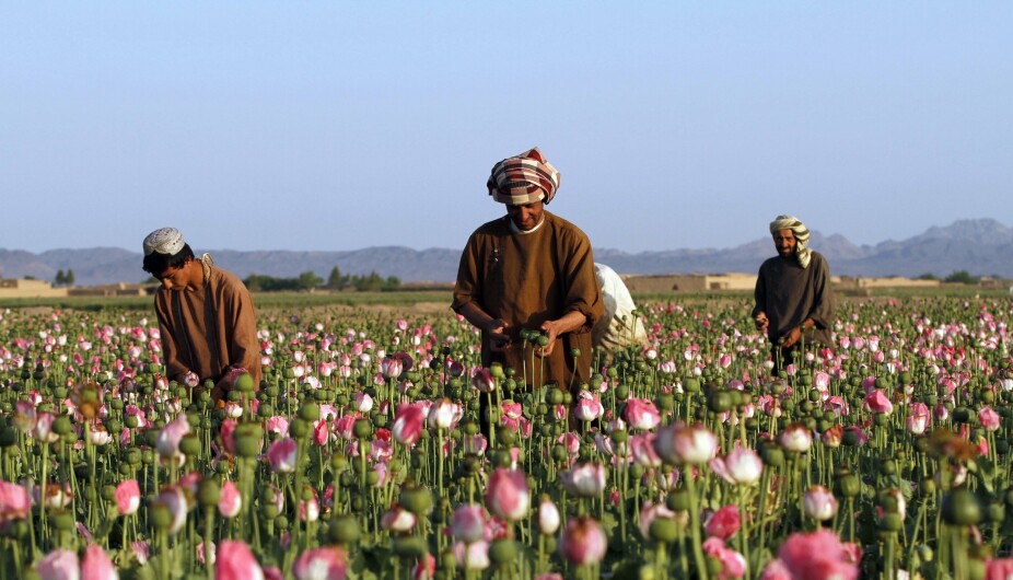 OPIUM: Vestlige land har brukt store beløp på å bekjempe opiumsdyrking i Afghanistan, men landet er fortsatt verdens største produsent og eksportør av heroin.