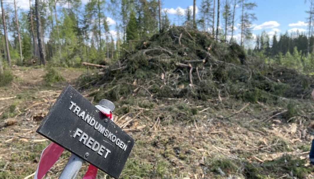 FREDET: Slik så det ut etter at Forsvarsbygg hadde hugget ned trær i den fredede skogen. FREDET: Slik så det ut etter at Forsvarsbygg hadde hugget ned trær i den fredede skogen.