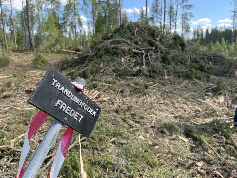 FREDET: 1500 grantrær ble hugget ned i en fredet del av Trandumskogen.