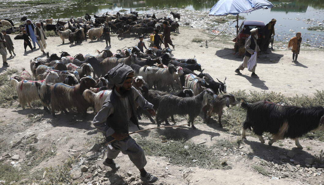 ANGREP: Raketter har blitt fyrt av i hovedstaden i Afghanistan, Kabul. Mannen på bildet samler dyrene sine før han skal selge de videre i forbindelse med feiringen av id al-adha. ANGREP: Raketter har blitt fyrt av i hovedstaden i Afghanistan, Kabul. Mannen på bildet samler dyrene sine før han skal selge de videre i forbindelse med feiringen av id al-adha.