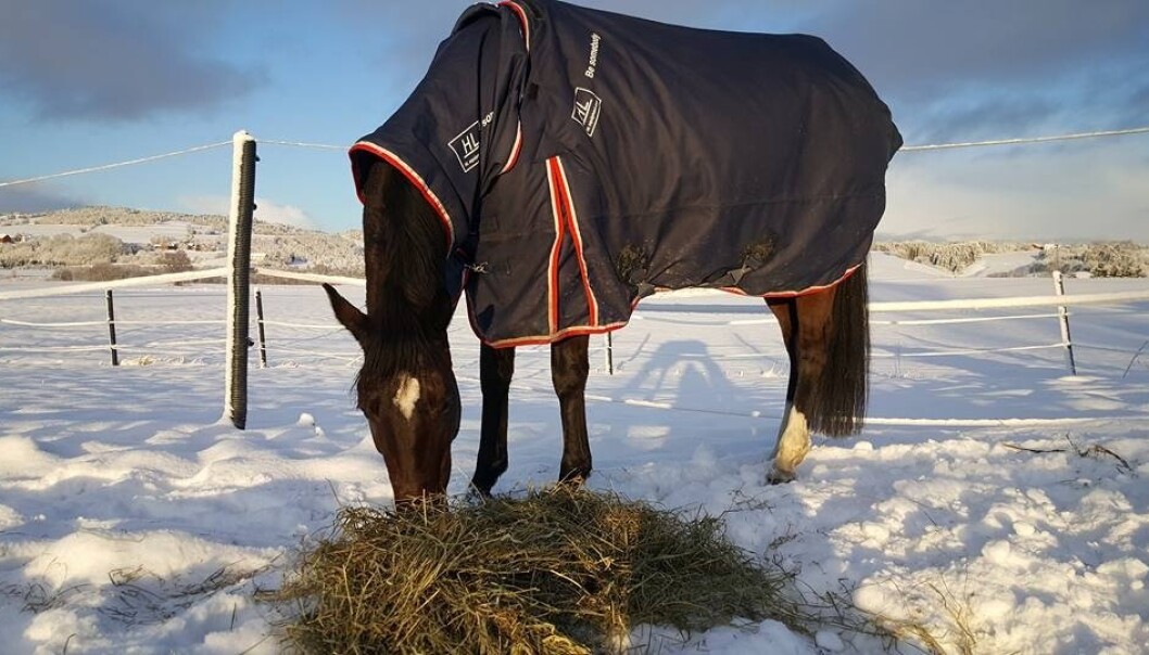SKADET: Hesten Sandina Gold ble skadet etter et jagerfly passerte over i lav høyde. SKADET: Hesten Sandina Gold ble skadet etter et jagerfly passerte over i lav høyde.