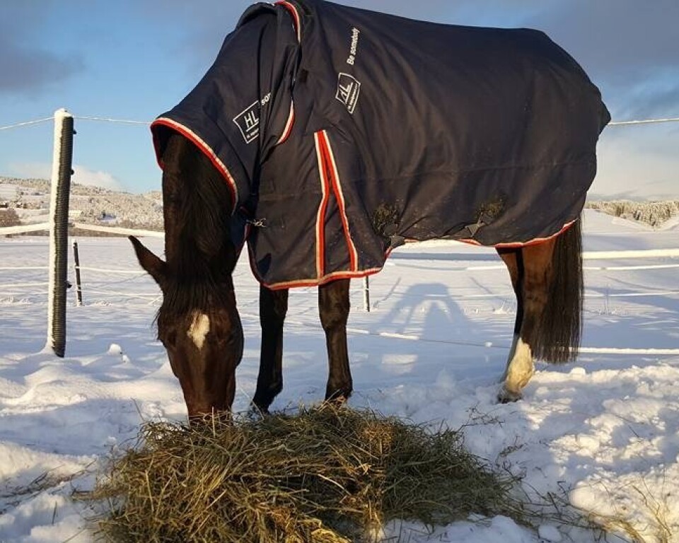Hest avlivet etter overflyvning av jagerfly
