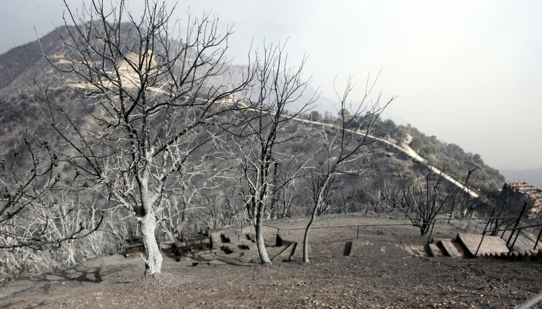 BRANN: Nedbrente trær står igjen i Tizi Ouzou, drøyt 100 kilometer øst for Alger.