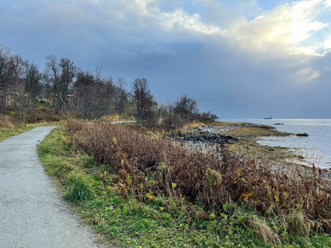 STRANDLINJE: Sydspissen ligger helt sør på Tromsøya og har kyststi som nærmeste nabo. STRANDLINJE: Sydspissen ligger helt sør på Tromsøya og har kyststi som nærmeste nabo.