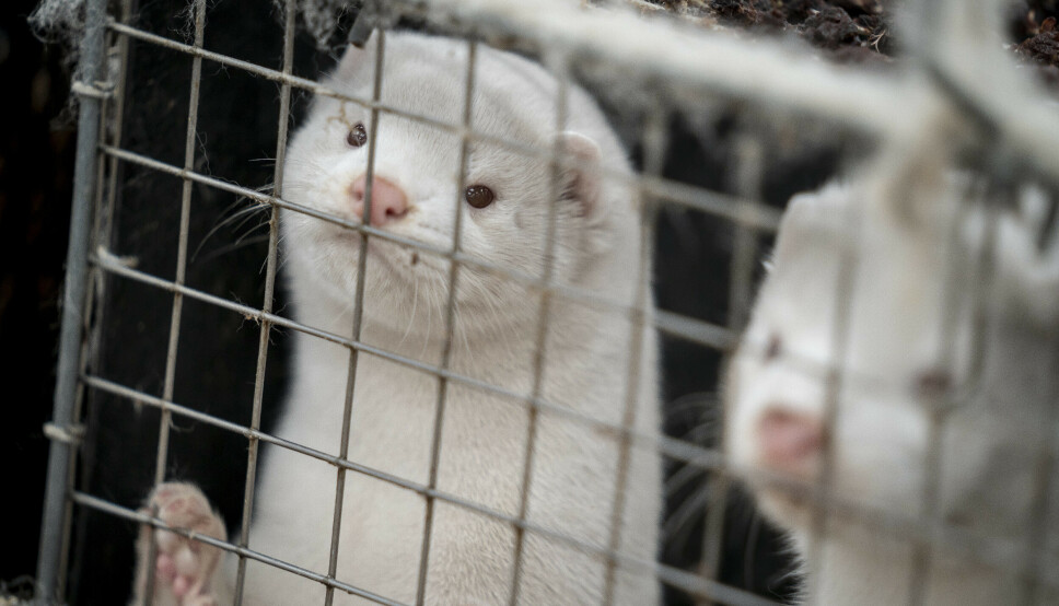 UTFORDRING: I fjor ble 17 millioner mink i Danmark slaktet. Disse to krabatene er avbildet på en minkfarm nær Næstved. Dette bildet er datert 6. november 2020.