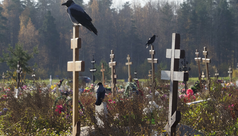 GRAVPLASS: Kråker sitter på korsene ved graver på en kirkegård i Kolpino utenfor St. Petersburg i Russland 12. oktober. Denne delen av kirkegården er forbeholdt koronadøde.