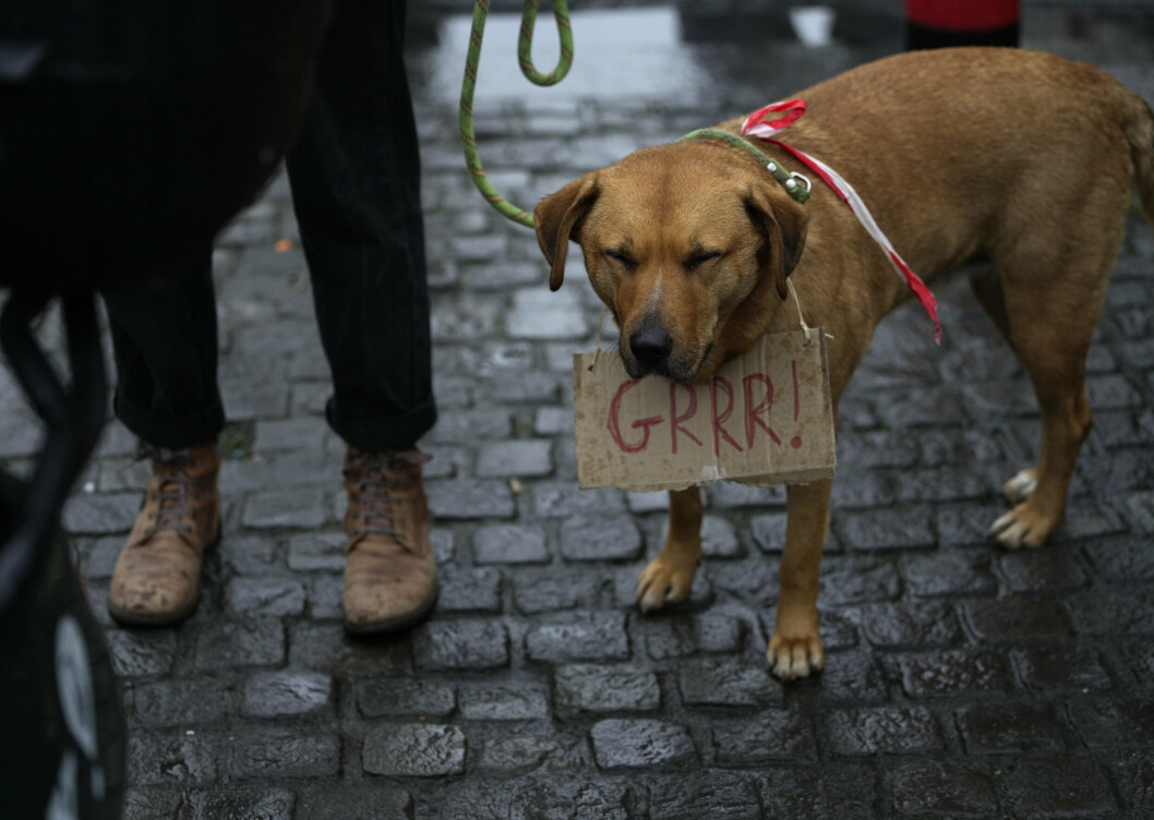 BJEFFAR: Ein hund med skiltet "GRRR!" deltek i ein demonstrasjon i Brussel mot styresmaktanes nedstenging av kulturlivet for å hindre spreiing av omikron-varianten av koronaviruset. Biletet er datert 26. desember.