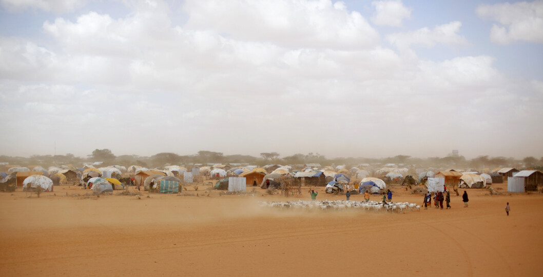 TØRT: Dette biletet frå 2011 viser somaliske flyktningar som gjeter ein geiteflokk ved Ifo flyktningleir i Kenya. TØRT: Dette biletet frå 2011 viser somaliske flyktningar som gjeter ein geiteflokk ved Ifo flyktningleir i Kenya.