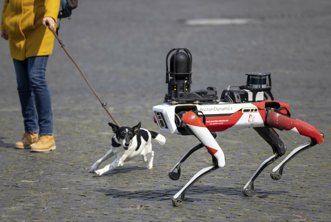 EIT HUNDELIV: Ein lokal hund reagerar på robothunden "Spot" i Erfurt i Tyskland 20. april 2021.