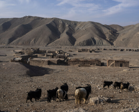 Verste tørke på ti år og økonomisk kollaps tærer på Afghanistan