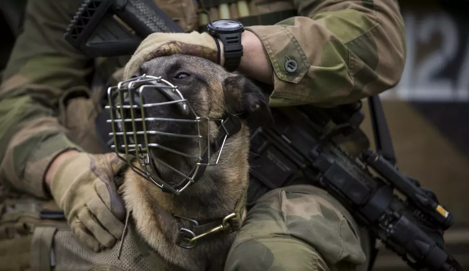 TJENESTEHUND: En av Militærpolitiets tjenestehunder under markeringen av MPs 75-årsjubileum.