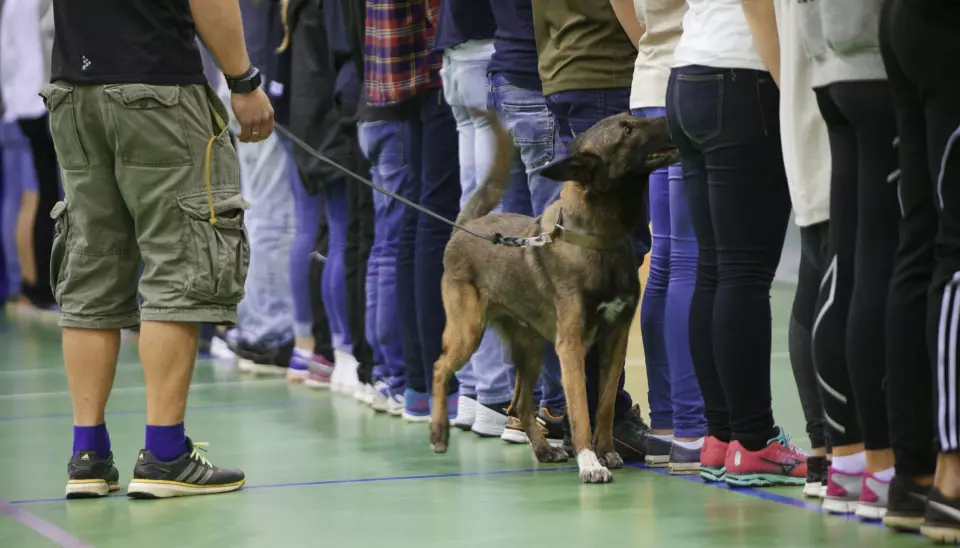 NARKO: Forsvarets forskjellige hunder løser forskjellige oppdrag. Avbildet ser du en hund som gjennomfører narkotikasøk blant kandidatene Forsvarets sommeropptak i 2015.