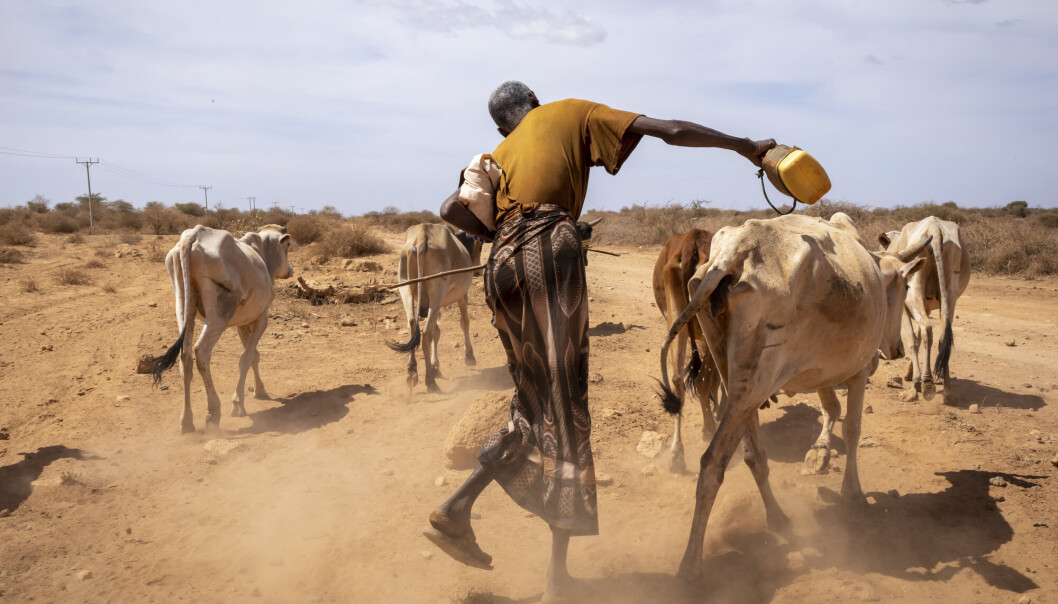 TØRKE: En mann som mistet sju av sine kuer forsøker å redde sine 16 gjenlevende ved å ta dem med til et vannhull i Somali-regionen i Etiopia. Området har vært rammet av tørke etter at det som skulle vært tre regnsesonger på rad, ikke kom likevel. TØRKE: En mann som mistet sju av sine kuer forsøker å redde sine 16 gjenlevende ved å ta dem med til et vannhull i Somali-regionen i Etiopia. Området har vært rammet av tørke etter at det som skulle vært tre regnsesonger på rad, ikke kom likevel.