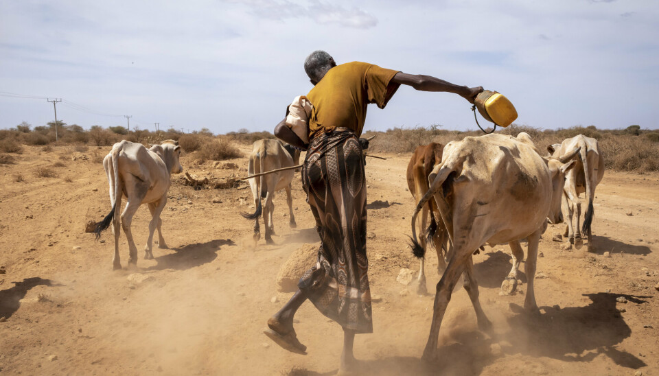 TØRKE: En mann som mistet sju av sine kuer forsøker å redde sine 16 gjenlevende ved å ta dem med til et vannhull i Somali-regionen i Etiopia. Området har vært rammet av tørke etter at det som skulle vært tre regnsesonger på rad, ikke kom likevel.