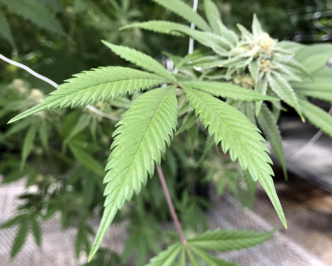 IKKE INNAFOR: Dette illustrasjonsfotoet viser en marijuana-plante i et drivhus i Mexico. Foreløpig er den typen grønt på nei-lista i Forsvaret. IKKE INNAFOR: Dette illustrasjonsfotoet viser en marijuana-plante i et drivhus i Mexico. Foreløpig er den typen grønt på nei-lista i Forsvaret.