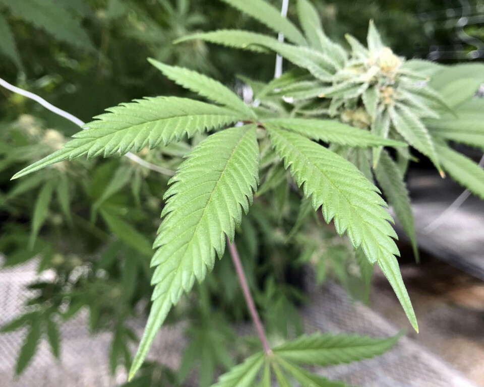 IKKE INNAFOR: Dette illustrasjonsfotoet viser en marijuana-plante i et drivhus i Mexico. Foreløpig er den typen grønt på nei-lista i Forsvaret.