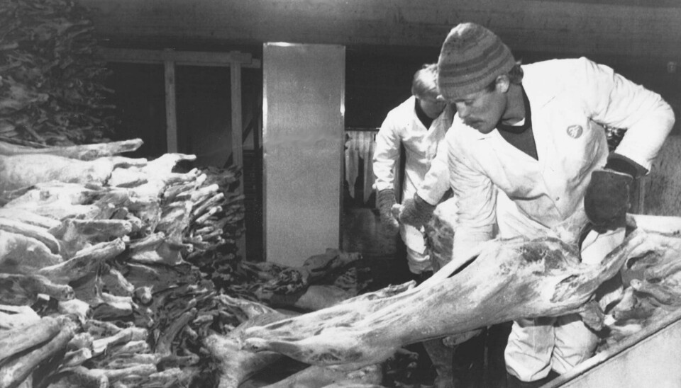 RAMMET NORGE: Det var utmarksnæringene som virkelig ble rammet av Tsjernobyl-katastrofen i Norge. Store mengder sau og rein måtte slaktes sommeren og høsten 1986, uten at kjøttet kunne spises.