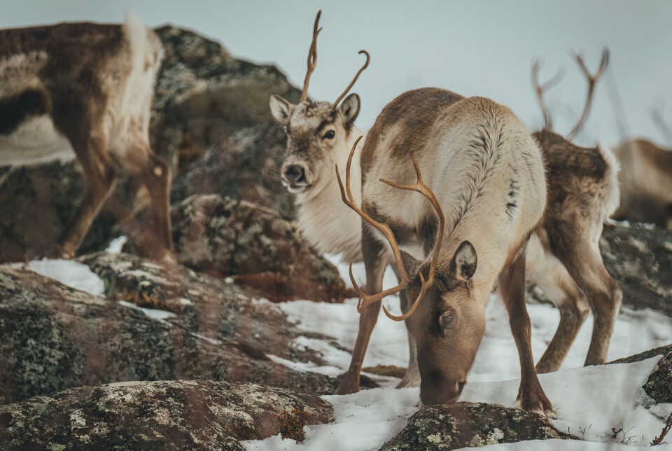 SKAL VÆRE I FRED: Disse reinsdyrene ble avbildet på Senja under opptakten til Cold Response i 2020. Deres artsfrender er tatt høyde for under planleggingen av årets øvelse.