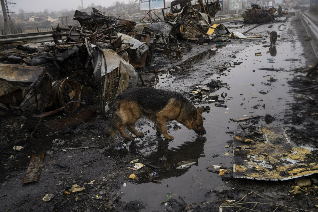 ØDELEGGELSE: En hund drikker vann ved siden av ødelagte russiske panserkjøretøyer i Butsja, Ukraina, søndag 3. april.