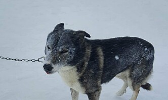Hunden Kuling kan bli den siste på Jan Mayen
