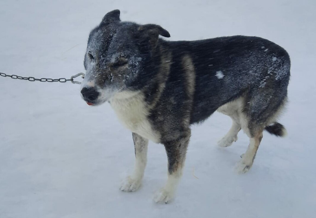 VÆRBITT: Hunden Kuling VÆRBITT: Hunden Kuling