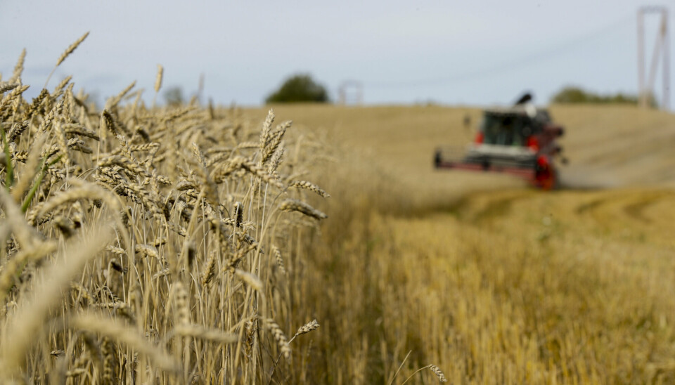 KORN: Ukrainas kornproduksjon er betydlig redusert, ifølge britisk rapport.