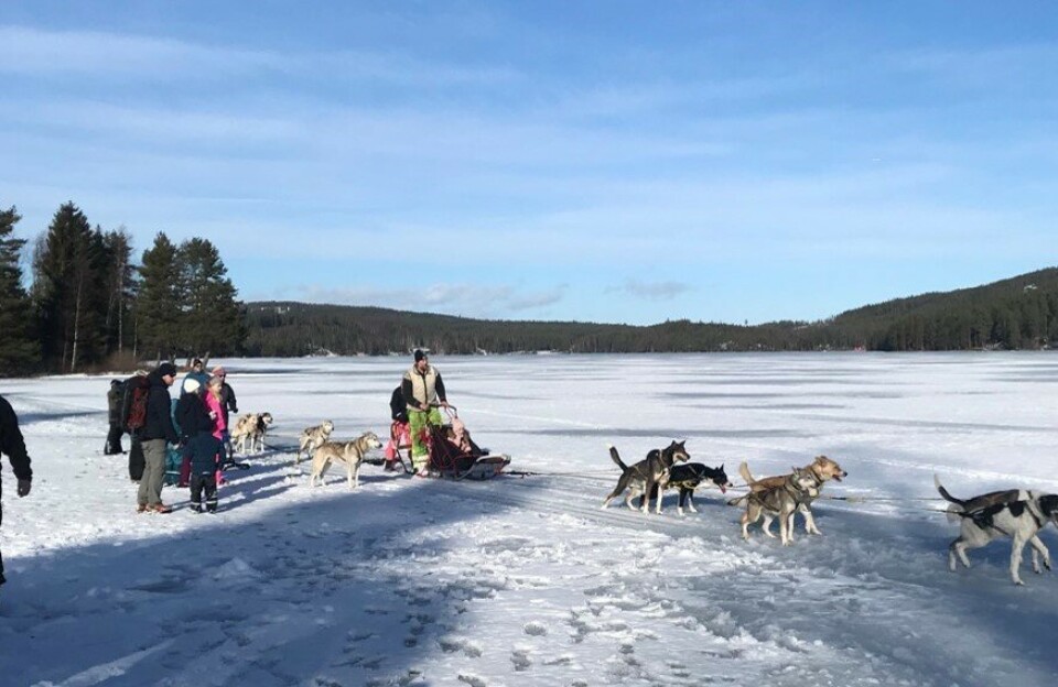 HUNDEKJØRING: Familiepelsterapi kaller Terje Strat livet ute i naturen med huskyene.