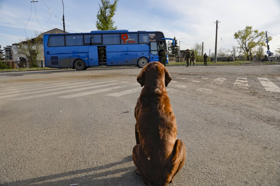 EVAKUERING: En hund ser på at en buss med sivile forlater stålverket Azovstal under en evakuering fredag 6. mai.