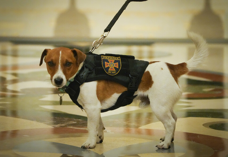 HEDRES: Hunden Patron har hjulpet til med å finne rundt 150 eksplosiver.