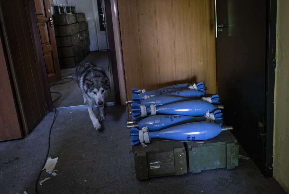 ARTILLERI: En hund går forbi granater tilhørende en ukrainsk avdeling i en landsby i nærheten av frontlinjen i Donetsk. Bildet er datert 2. juni.