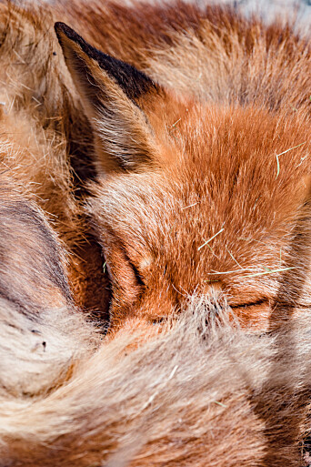IKKE KATT: Fotografens stilstudie av den avslappede reven gikk rolig for seg. Tidligere på dagen var den feilaktig artsbestemt som katt. IKKE KATT: Fotografens stilstudie av den avslappede reven gikk rolig for seg. Tidligere på dagen var den feilaktig artsbestemt som katt.