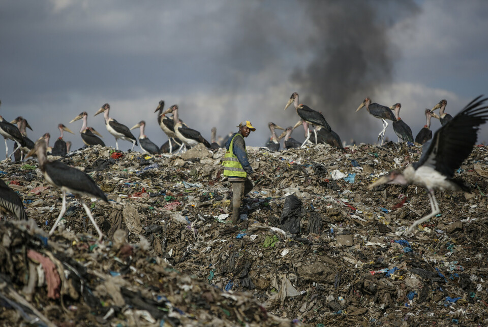 TØRKE: På en søppelplass i Nairobi i Kenya leter en mann etter materialer som kan resirkuleres. Rundt ham går og flakser Marabou-storker. Endrede værsystemer og tørke har påvirket trekkfuglenes mønstre kraftig.