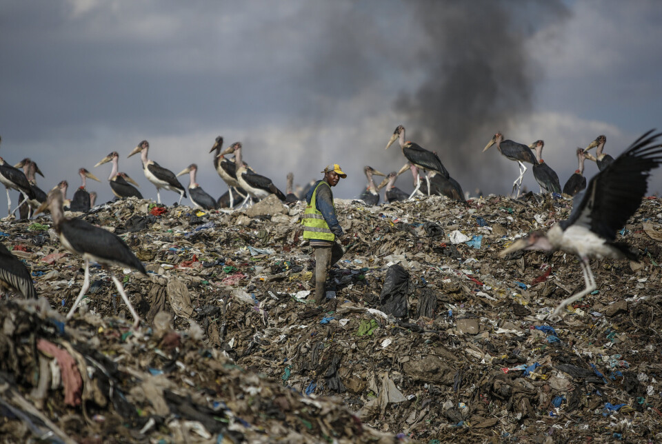 TØRKE: På en søppelplass i Nairobi i Kenya leter en mann etter materialer som kan resirkuleres. Rundt ham går og flakser Marabou-storker. Endrede værsystemer og tørke har påvirket trekkfuglenes mønstre kraftig.