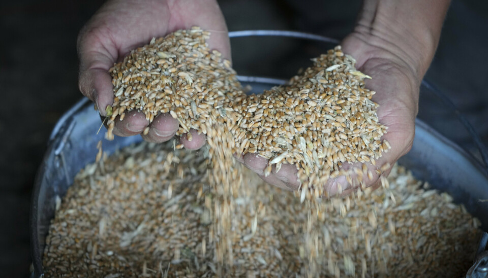 KORN: En ukrainsk bonde holder opp korn på gården sin i Donetsk. Lørdag kunngjorde Russland at landet vil trekke seg fra avtalen om korneksport fra Ukraina.