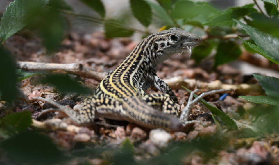 STRESSER: Matvanene til denne øglen, av arten aspidoscelis neotesselatus eller Colorado checkered whiptail, forstyrres av militære helikoptre.