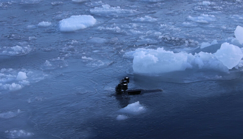 OPERATIV: En Blueye X3 undervannsdrone i aksjon.