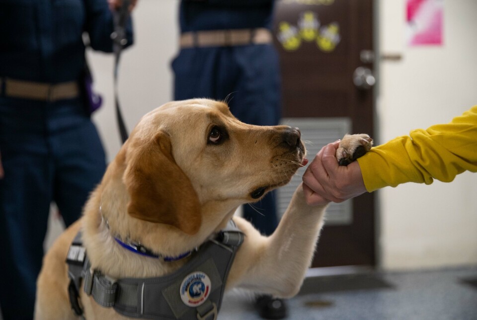 STRESSMESTRER: Sage er en tre år gamme labrador retriever, som skal være med om bord på USS Gerald R Ford.